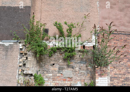 Buddleia croissant sur mur abandonné Banque D'Images