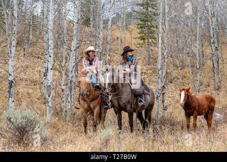 Deux cowgirls équitation leurs chevaux au milieu de l'aspen du Wyoming Banque D'Images