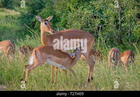 Alimentation bébé impala off c'est mère de gazonner verdoyant. D'autres femelles vu en arrière-plan Banque D'Images