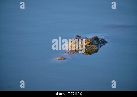 Yeux de crocodile qui sort sur l'eau dans la lumière du matin. Banque D'Images