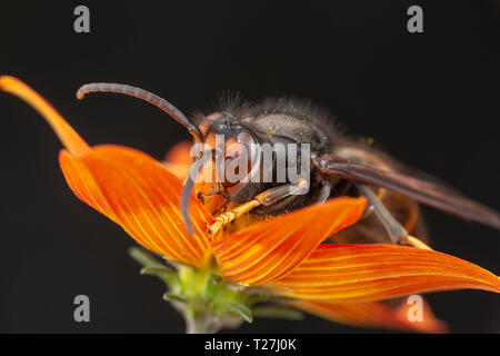 Du vrai Asian wasp, également appelé Vespa velutina macro photographie Banque D'Images