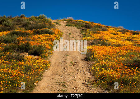 15 mars 2019 - LAKE ELSINORE, CA, USA - 'Super Bloom' California coquelicots dans Walker Canyon en dehors de Lake Elsinore, Comté de Riverside, CA dispose de chemin de terre à travers les fleurs Banque D'Images