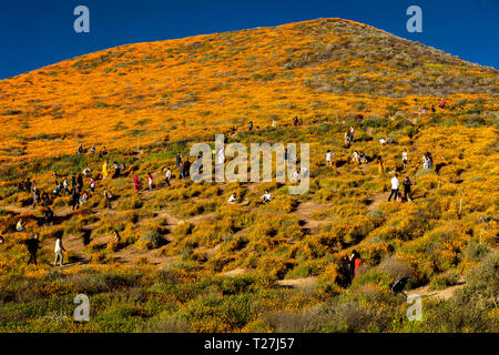 15 mars 2019 - LAKE ELSINORE, CA, USA - 'Super Bloom' California coquelicots dans Walker Canyon en dehors de Lake Elsinore, Comté de Riverside, CA Banque D'Images