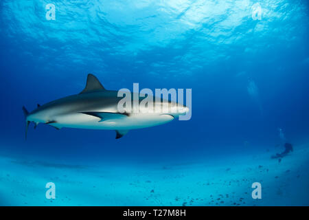 Requin de récif des Caraïbes (Carcharhinus perezi) au milieu de l'eau, sur le fond de sable. Plage du tigre, Bahamas Banque D'Images