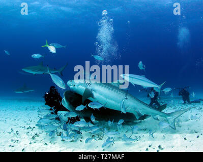 Deux requins tigre et quelques requins de récifs des Caraïbes près d'un plongeur. Plage du tigre, Bahamas Banque D'Images