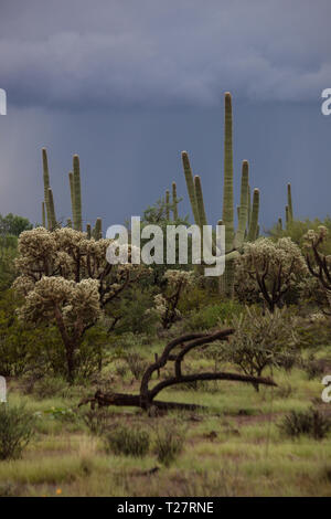 Vend, comté de Pima, Arizona, États-Unis Banque D'Images