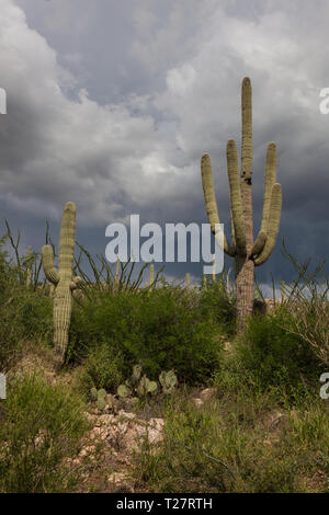 Tanque Verde, comté de Pima, Arizona, États-Unis Banque D'Images