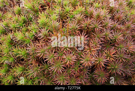 Richea scoparia, une plante alpine heath endémique à la Tasmanie, en Australie. Banque D'Images