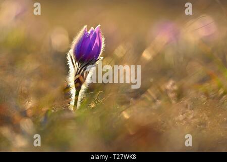 Arrière-plan avec des fleurs de printemps sur pré. Belles fleurs anémone pulsatille au coucher du soleil. Printemps nature, naturel couleur arrière-plan flou. Banque D'Images