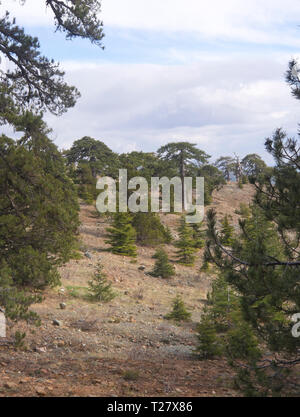 Visiter ou prendre part à une randonnée dans les montagnes Troodos à Chypre vous permet d'expérience touristes forêts de pins et de cèdres et une vue imprenable Banque D'Images