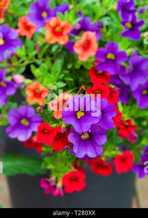 Belle calibrachoa fleurs dans le jardin d'accueil. Photographié avec une lentille de spécialité pour bokeh onctueux et profondeur de champ. Banque D'Images