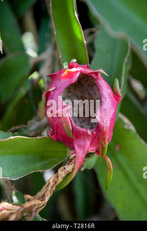 Dommages causés par les rats à ripe Fruit du dragon (Hylocereus undatus), aka blanca Pitaya ou Fruit du Dragon blanc Banque D'Images