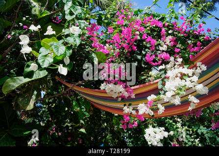 Fleurs tête en bas dans l'allée de la Palm Bay à Sisi sur l'île méditerranéenne de la Crète en Grèce Banque D'Images