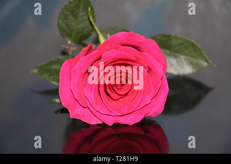 Une rose rouge sur un fond sombre close-up. Un beau gros bouton de rose a ouvert. Banque D'Images