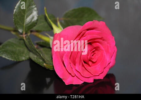 Une rose rouge sur un fond sombre close-up. Un beau gros bouton de rose a ouvert. Banque D'Images