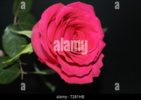 Une rose rouge sur un fond sombre close-up. Un beau gros bouton de rose a ouvert. Banque D'Images