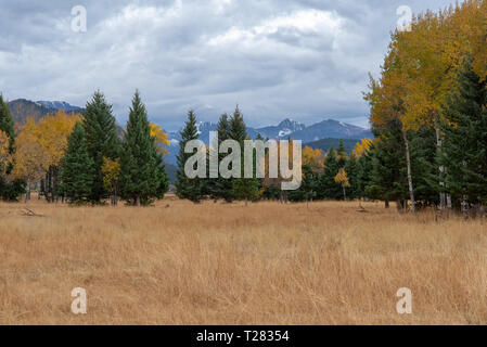 Quaking trembles (Populus tremuloides) tournent au jaune à l'automne dans le haut pays du Wyoming Banque D'Images