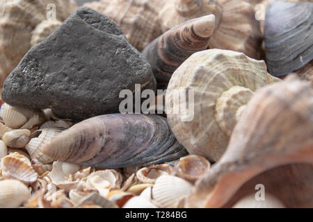 Les coquillages, coquillages - textures ou fonds - divers cailloux, roches et les épines. Collection de coquillages de mer. Banque D'Images