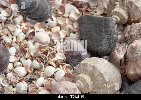 Les coquillages, coquillages - textures ou fonds - divers cailloux, roches et les épines. Collection de coquillages de mer. Banque D'Images