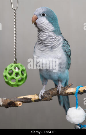 Bleu alerte perroquet Quaker oiseau de compagnie sur son perchoir jouer avec des boules Banque D'Images