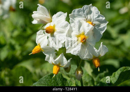 Blossom de plant de pomme de terre (Solanum tuberosum) Banque D'Images