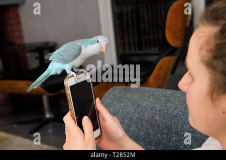 Oiseau perroquet Quaker perché sur smartphone par young woman at home Banque D'Images