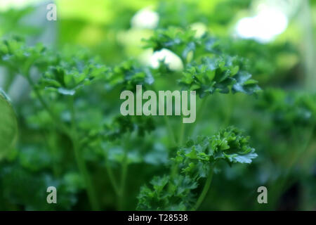 Close-up d'un vert luxuriant persil Banque D'Images