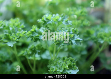 Close-up d'un vert luxuriant persil Banque D'Images
