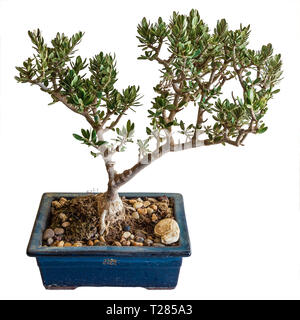 Une miniature mature Olive Tree, un exemple de l'art japonais du bonsai Banque D'Images