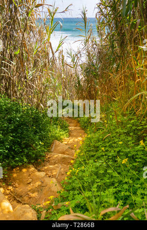 Jungle romantique chemin menant vers le bas de la plage dans le sud du Portugal, le Ponta da Piedade Banque D'Images