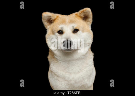 Portrait of Cute Akita Inu, chien sur fond noir isolé, vue avant Banque D'Images