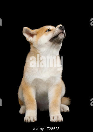 Cute Akita Inu chiot assis et regardant vers le haut, sur un fond noir, front view Banque D'Images