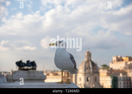 Mouette mélanocéphale coin sur la toiture du Vittoriano sur l'arrière-plan de vue de Rome avec le sunny day Banque D'Images