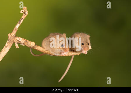 Deux souris Micromys minutus (récolte), un petit mammifère ou d'espèces de rongeurs. Cute animal. Banque D'Images