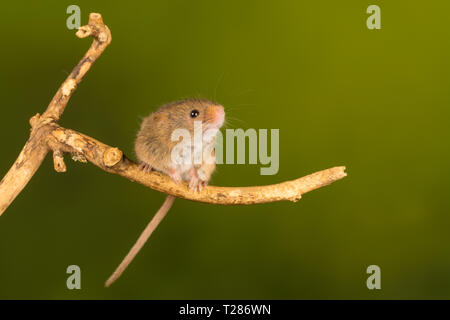 Micromys minutus (souris), un petit mammifère ou d'espèces de rongeurs. Cute animal. Banque D'Images