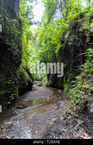 Chute d'Cepung Tukad Bangli Regency. Ubud, Bali / Indonésie Banque D'Images