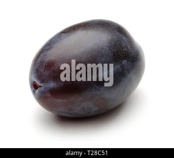 Seul Damson plum isolé sur fond blanc Banque D'Images