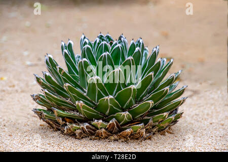 Agave victoriae dans Sukulent croissant de sable blanc close up Banque D'Images