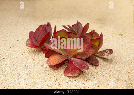 Feuilles succulentes avec de plus en plus rose dans le sable blanc close up Banque D'Images