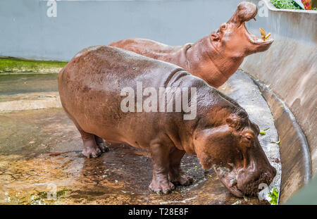 Deux gros hippopotame, bouche ouverte en attente pour l'alimentation Banque D'Images