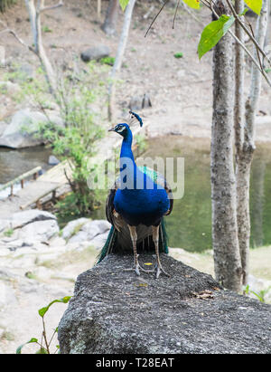 Couleur vert bleu paon debout sur le parc national de big rock Banque D'Images