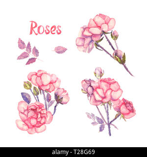 Fleurs Set de roses roses, isolé sur blanc illustration aquarelle peinte à la main avec l'inscription Banque D'Images