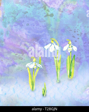 Perce-neige blanc fleurs sur fond abstrait coloré en bleu, les éclaboussures de couleurs verte, peinte à l'aquarelle, illustration des cartes de vœux Banque D'Images