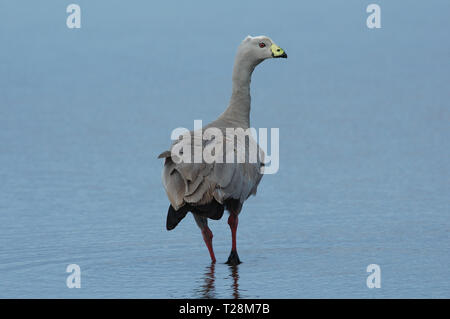 Oies de Cape Barren (Cereopsis novaehollandiae) sur l'île Kangourou Banque D'Images