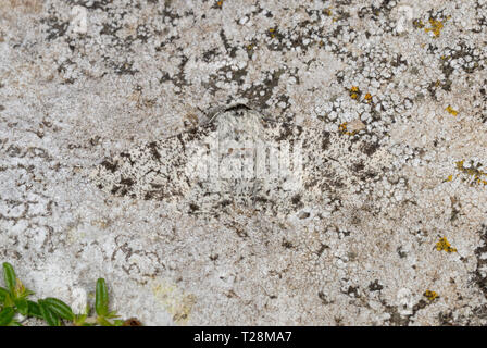 Truffée d'amphibien (Biston betularia camouflés) sur un rocher couvert de lichens Banque D'Images