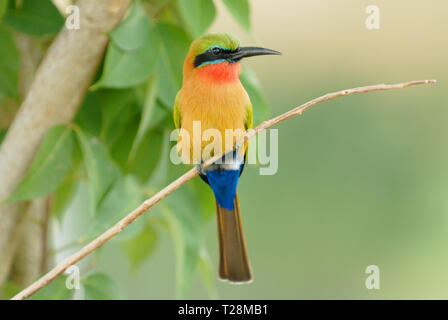 Red-throated Bee-eater (Merops bulocki) dans Murchison Falls National Park Banque D'Images