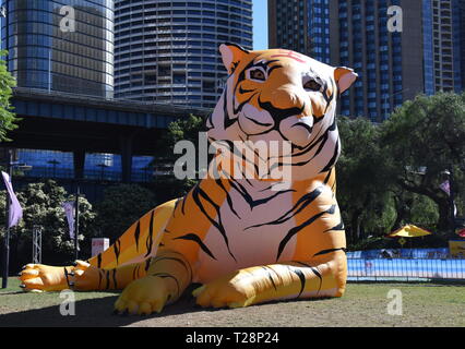 Sydney, Australie - Feb 7, 2019. Plus grand que nature lanternes en forme de tigre. Les animaux du zodiaque chinois à Circular Quay célébrant la Luna chinois Banque D'Images