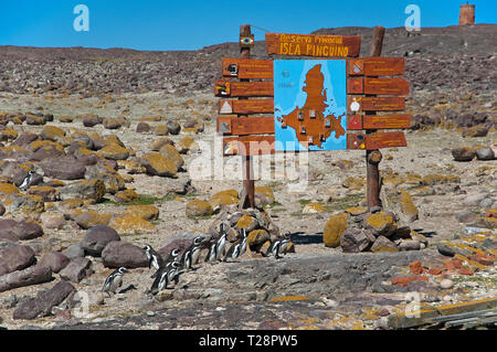 Les manchots de Magellan (Spheniscus magellanicus), groupe à un conseil de l'information, l'Isla Pinguinos, Puerto Deseado, Patagonie, Argentine Banque D'Images