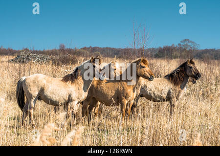 Poneys Konik Wicken Fen sur la réserve naturelle, Cambridgeshire, Angleterre, Royaume-Uni Banque D'Images