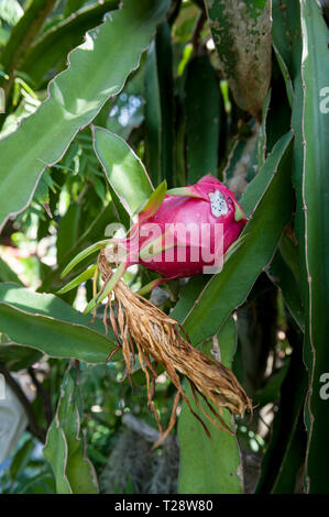 Dommages causés par les rats à ripe Fruit du dragon (Hylocereus undatus), aka blanca Pitaya ou Fruit du Dragon blanc Banque D'Images